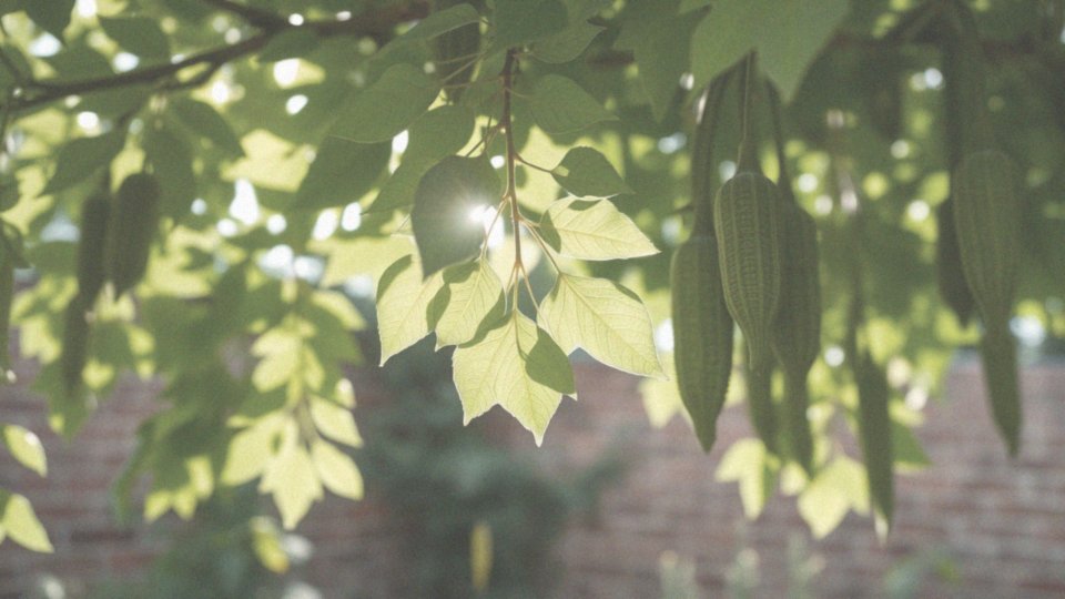Jak wygląda drzewo moringa? Cechy i zastosowania tej wyjątkowej rośliny